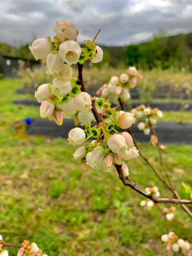 Quinta De Requeixo Villa Guimarães Eksteriør billede